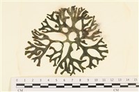 藏品(雙叉水松)的圖片