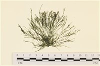 藏品(黑剛毛藻)的圖片