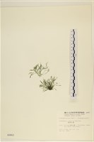 藏品(黑剛毛藻)的圖片