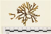 藏品(厚緣藻)的圖片