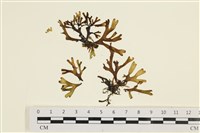 藏品(厚緣藻)的圖片