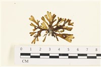 藏品(厚緣藻)的圖片