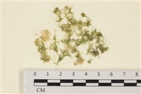 藏品(布氏藻)的圖片