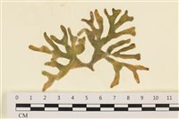 藏品(臺灣水松, 臺灣松藻)的圖片