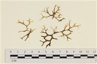 藏品(膜葉海網蕨)的圖片