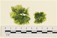 藏品(茶花石蓴, 牡丹菜)的圖片