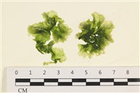 藏品(茶花石蓴, 牡丹菜)的圖片