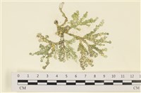 藏品(仙掌藻, 海仙人掌)的圖片