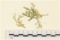 藏品(仙掌藻, 海仙人掌)的圖片