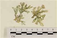 藏品(仙掌藻, 海仙人掌)的圖片