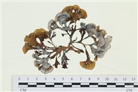 藏品(多扇藻)的圖片