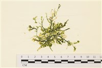 藏品(盾葉蕨藻)的圖片