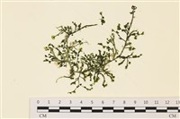 藏品(盾葉蕨藻)的圖片