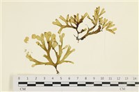 藏品(厚緣藻)的圖片