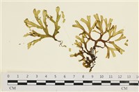 藏品(厚緣藻)的圖片