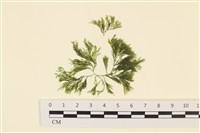 藏品(伸展剛毛藻)的圖片