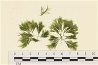 藏品(伸展剛毛藻)的圖片