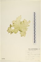 藏品(石蓴)的圖片