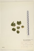 藏品(網球藻)的圖片