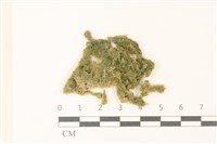 藏品(布氏藻)的圖片