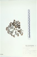 藏品(日本海扇, 日本團扇藻)的圖片