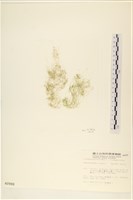 藏品(粗硬毛藻, 綠苔)的圖片