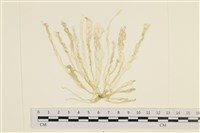 藏品(腸滸苔, 河石髮)的圖片