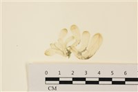 藏品(曲玉藻, 香蕉菜, 玉茄藻)的圖片