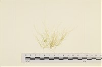 藏品(筋條石髮)的圖片