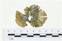 藏品(南方團扇藻)的圖片