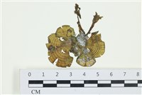 藏品(南方團扇藻)的圖片