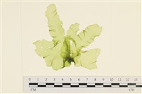 藏品(石蓴)的圖片