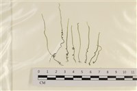 藏品(粗硬毛藻, 綠苔)的圖片
