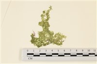 藏品(布氏藻)的圖片