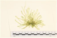 藏品(腸滸苔, 河石髮)的圖片