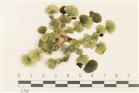 藏品(大葉海仙人掌, 大葉仙掌藻)的圖片