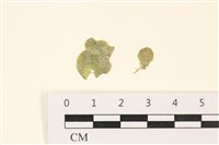 藏品(網球藻)的圖片