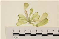 藏品(曲玉藻, 香蕉菜, 玉茄藻)的圖片