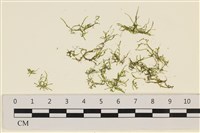 藏品(指枝藻)的圖片