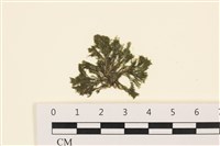 藏品(伸展剛毛藻)的圖片