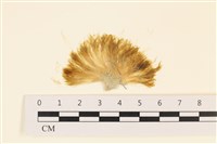 藏品(長條硬毛藻)的圖片