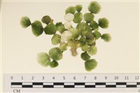 藏品(大葉海仙人掌, 大葉仙掌藻)的圖片
