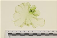 藏品(大石蓴, 石蓴)的圖片