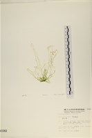 藏品(網石蓴)的圖片