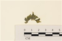 藏品(浮網藻, 肋葉藻)的圖片