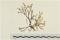 藏品(鹿角網地藻)的圖片