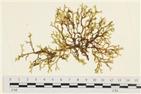 藏品(鹿角網地藻)的圖片