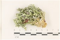 藏品(盤狀仙掌藻)的圖片