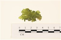 藏品(浮網藻, 肋葉藻)的圖片