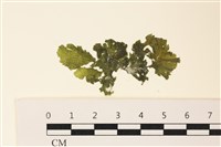 藏品(浮網藻, 肋葉藻)的圖片